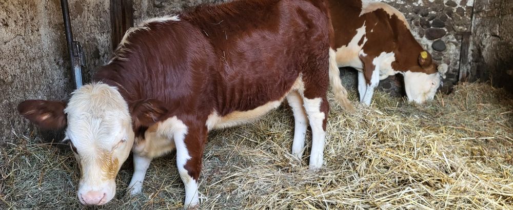 Jałówka Hereford Jałówki bydło krowy cielęta