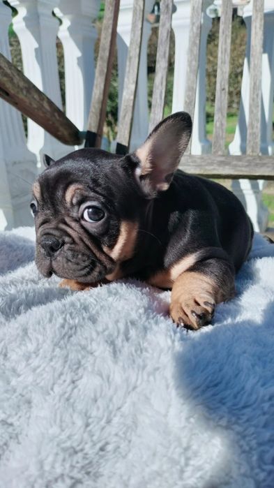Bulldog francês  fêmea excelente