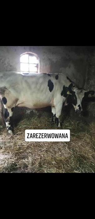 Jałówka hf wysokociela