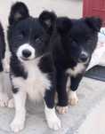 Três Border collie