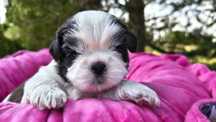 Shih tzu sunia Nuka