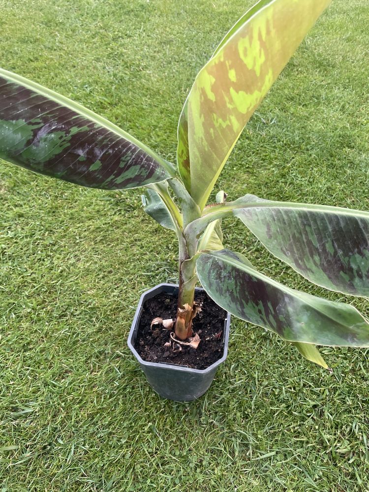 Bananowiec musa acuminata dwarf cavendish 57 cm