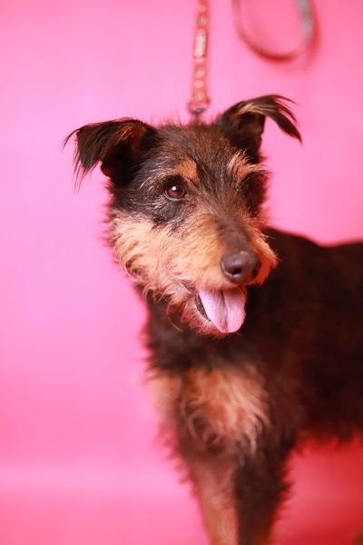 Greta - urocza suczka z charakterem szuka nowego opiekuna