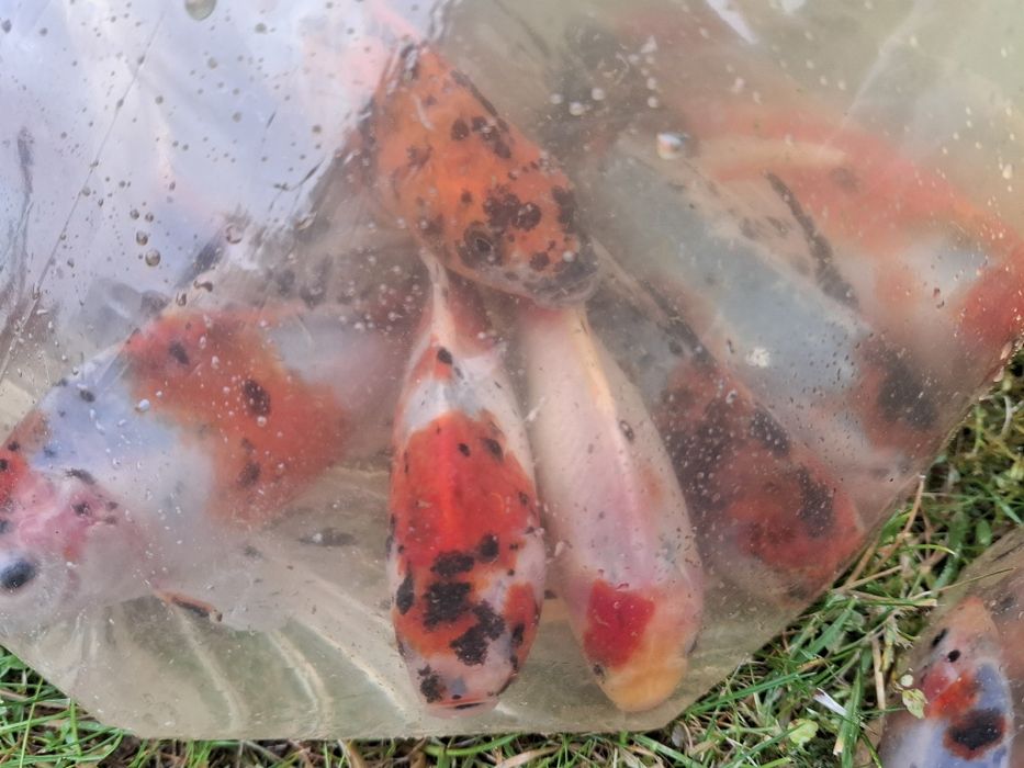 karaś ozdobny ( mix kolorów)