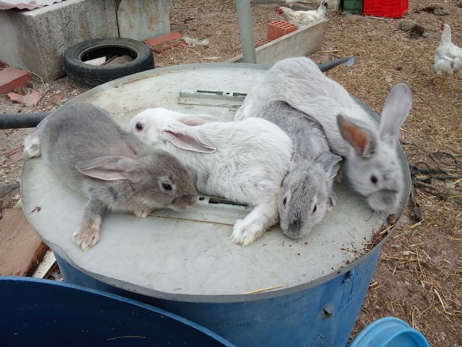 Coelhos caseiros