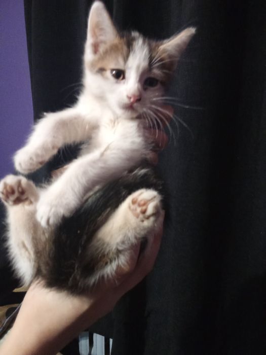 Шотландочка девочка