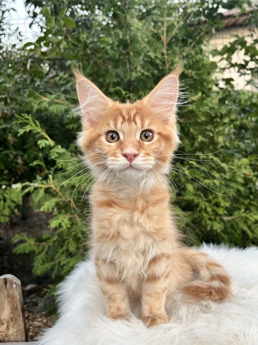 Хлопчик мейн кун