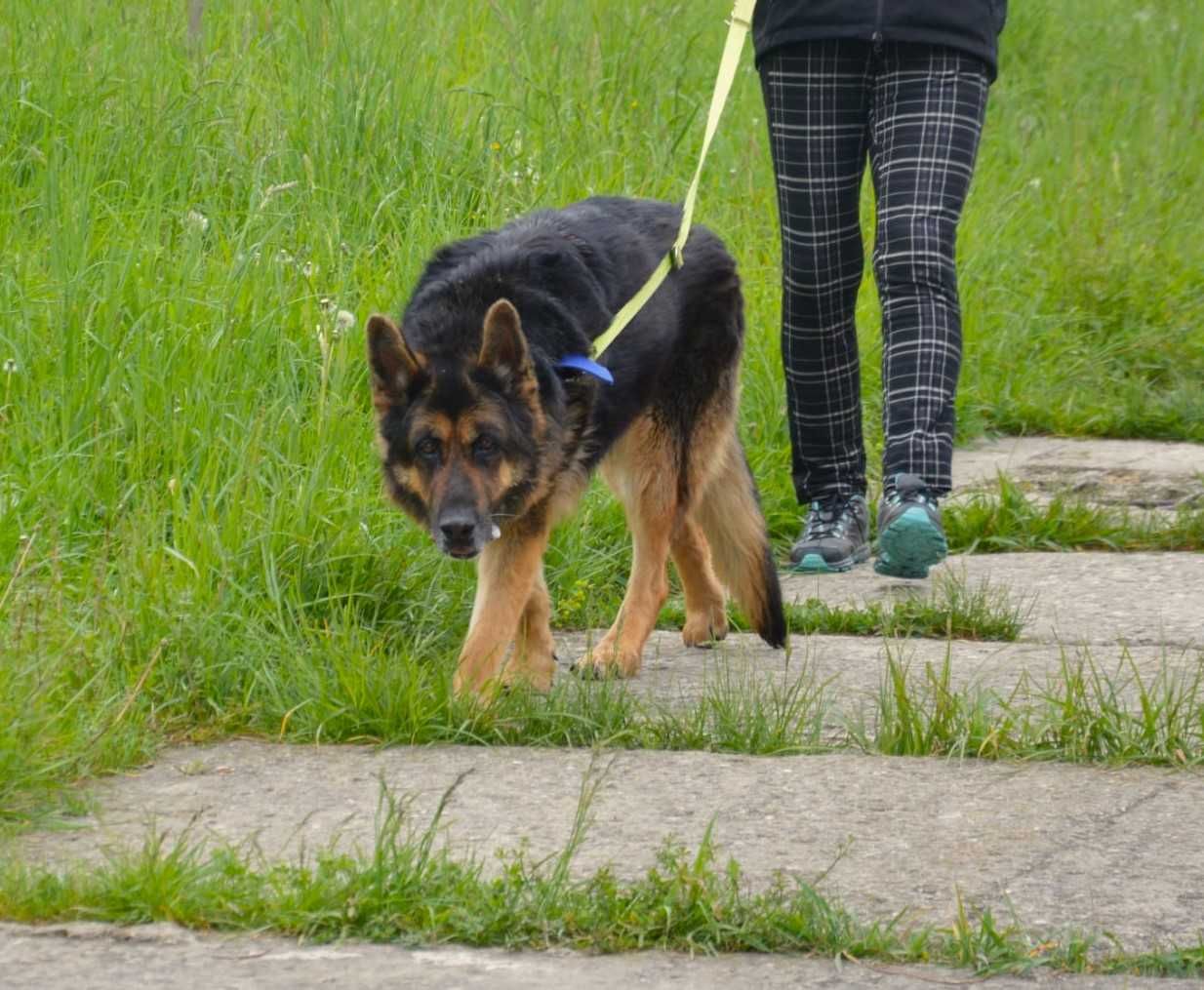 Lucky w typie owczarka szuka DOŚWIADCZONEGO domu !