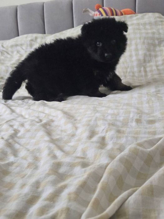 Witam sprzedam Suczke  Owczarek Niemiecki Dlugowlosy