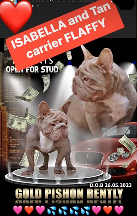 Вязка! Французский бульдог Изабелла БигРоп Флаффи носитель! Вязка!