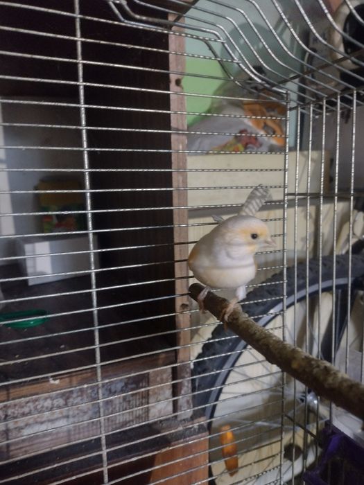 Kanarki Mozaiki I Sieki