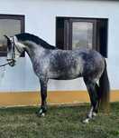 Lusitano Puro 7 anos