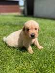 Szczeniak Golden Retriever