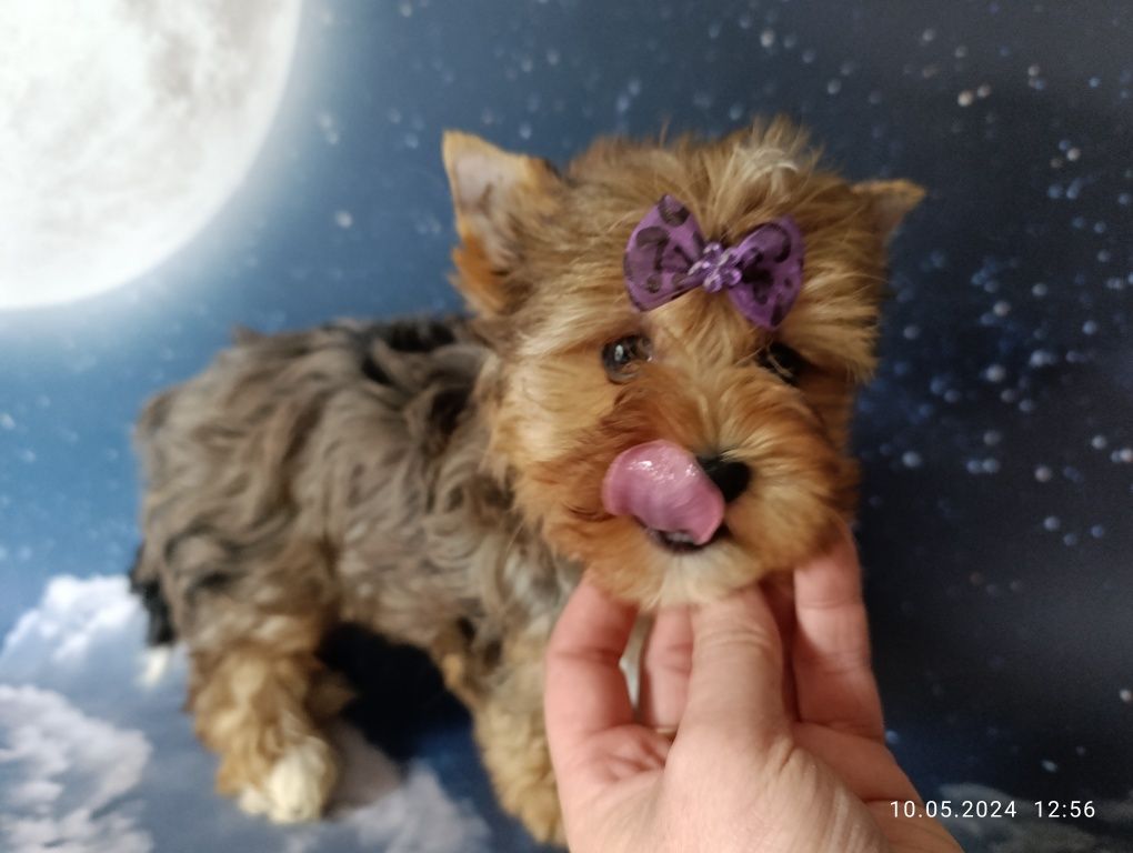 York,yorkshire terrier blue merle suczka