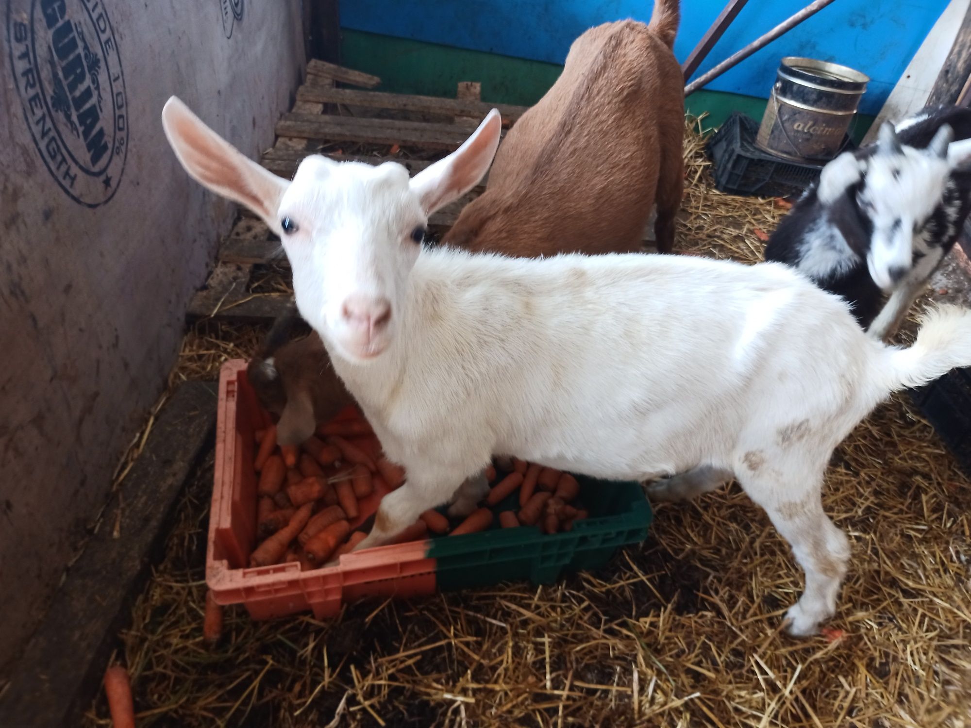 Animais da quinta para trocar de pastio