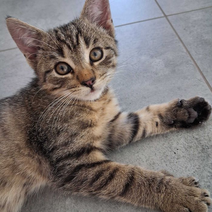 Oddam kotka, szary mały kotek szuka domu.