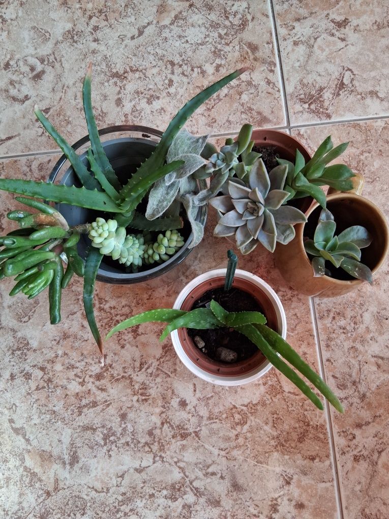 Varias Suculentas para decorar o seu jardim