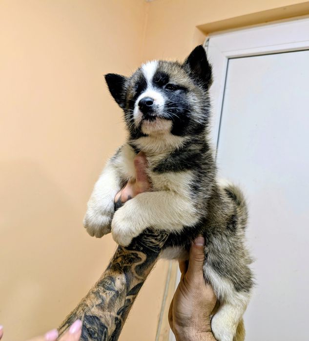 Акітята Акітята Акітята