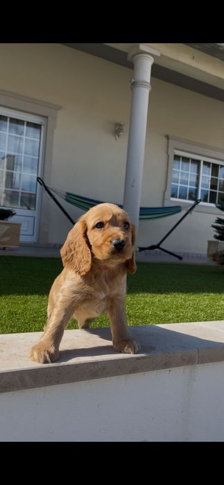 Cocker spaniel inglês fêmea