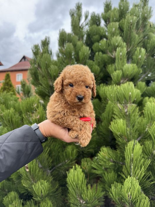 Лялкові цуценята Той-Пуделя