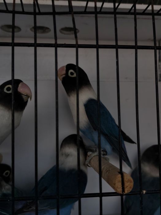 Agapornis Persunatus 2025