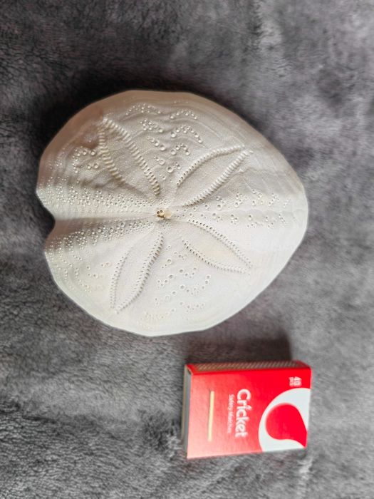 Jeżowiec morski dla kolekcjonera _