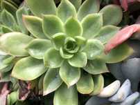 Suculentas - plantas vivas