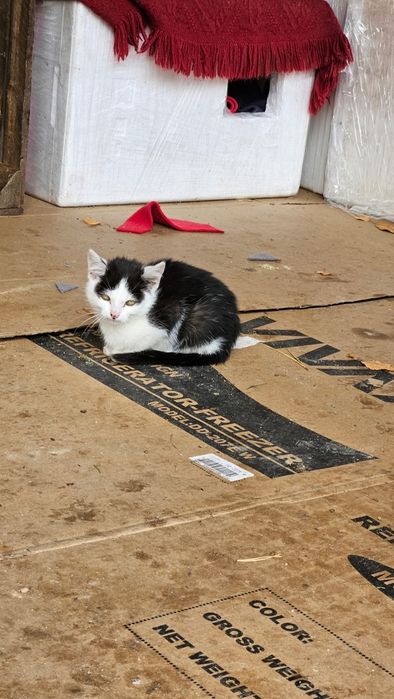 Mały kociak szuka domu!