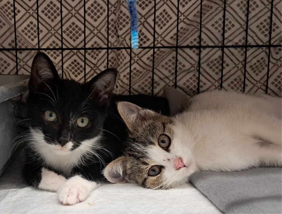 Oren & Ido kocurki do adopcji