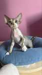 Devon rex Lion kocurek