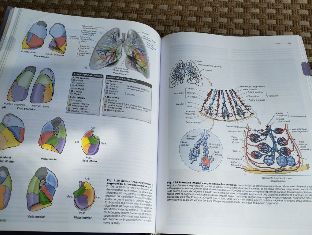 Livro de anatomia Moore