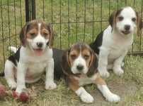 Beagle piesek 8 tygodni