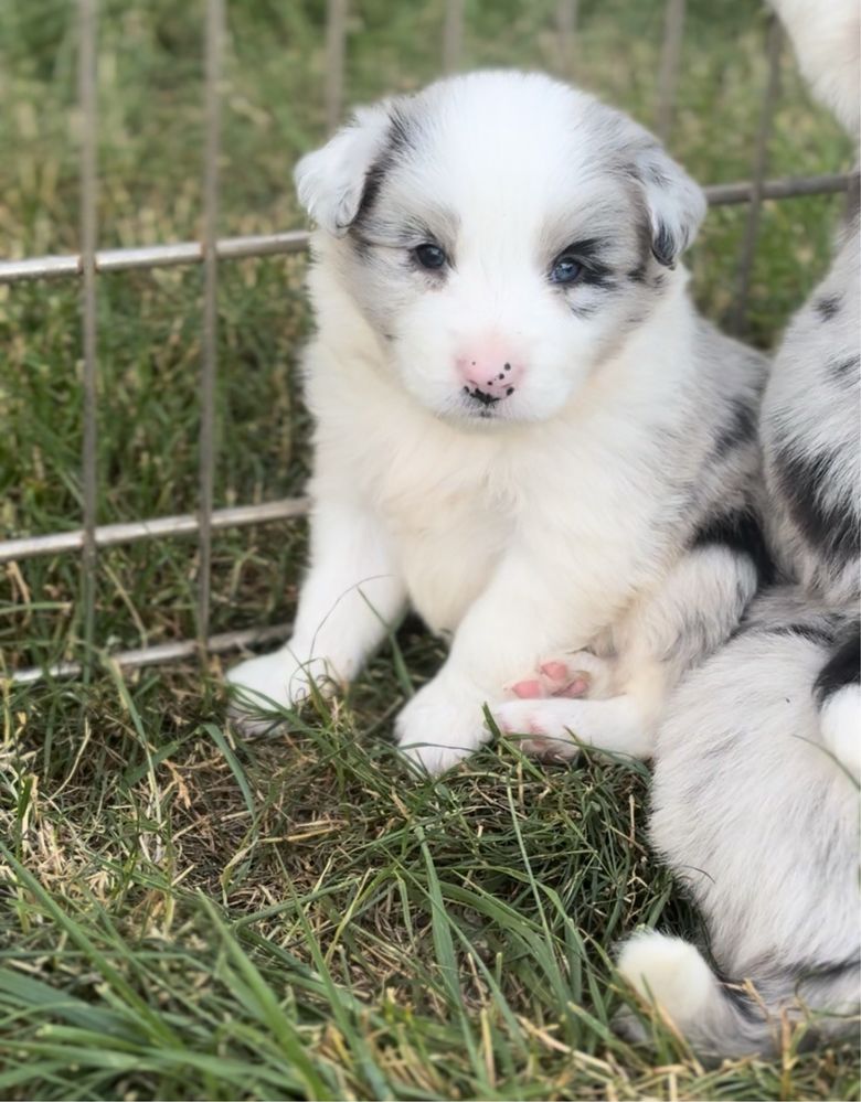 Szczenię Border Collie Zkwp/Fci