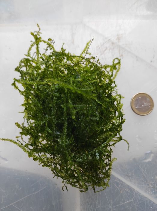 Musgo de Java para aquários