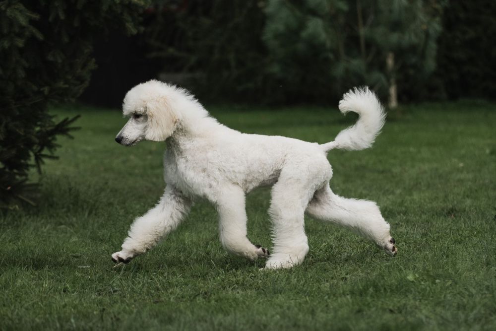 Pudel królewski duży FCI piesek bialy