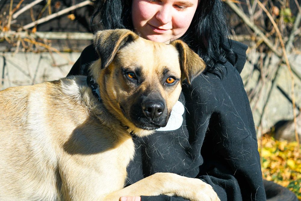 Frodo - piękny, duży pies