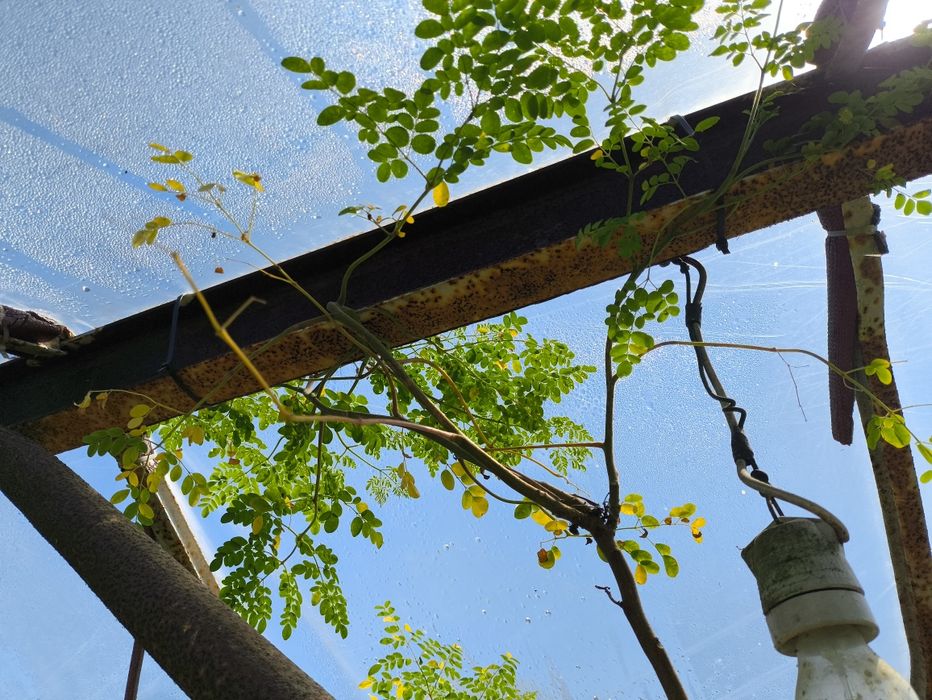 Moringa Olifiera duże drzewo egzotyczne