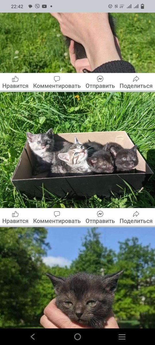 Котята в добрые руки девочки и мальчики