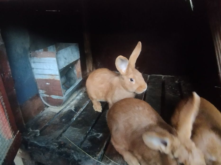 Продам кроленят боргунців