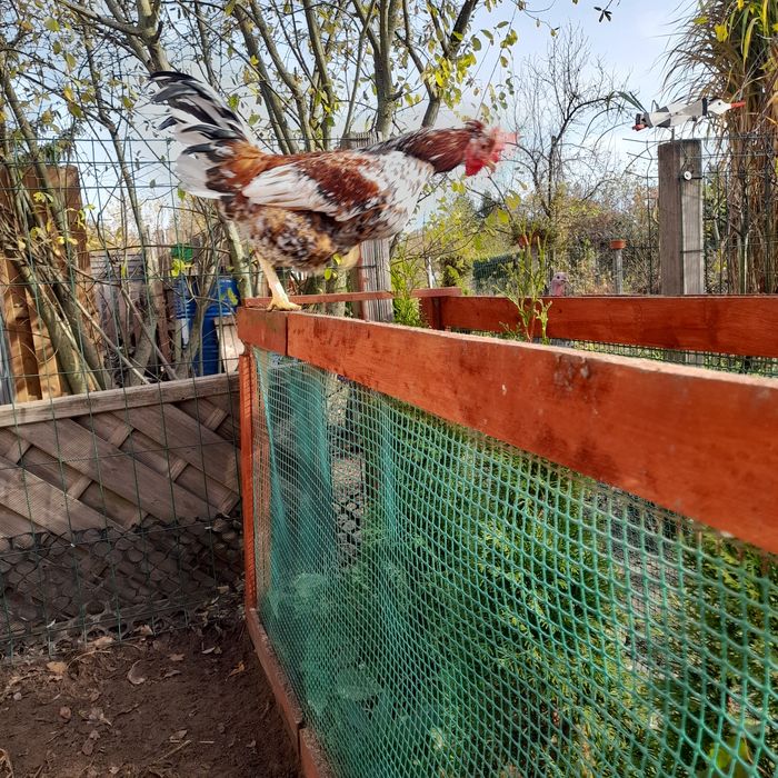 Kogut czubatki porcelana