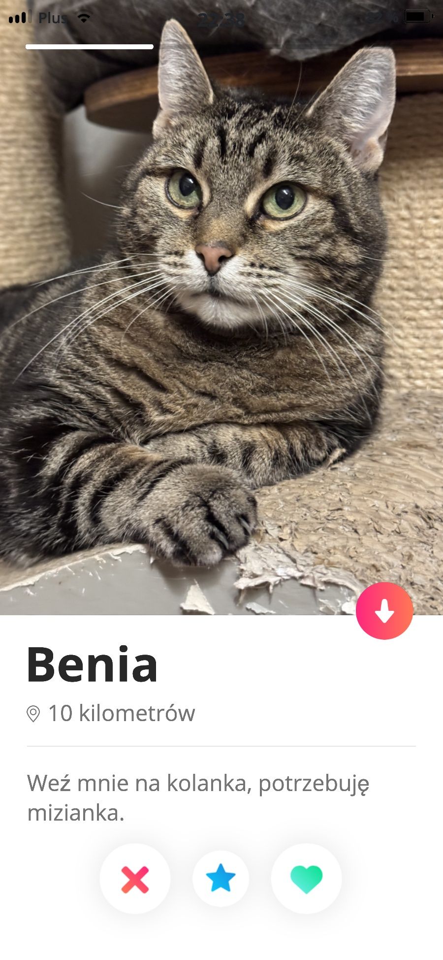 Benia "pogromczyni" jamników szuka domku!