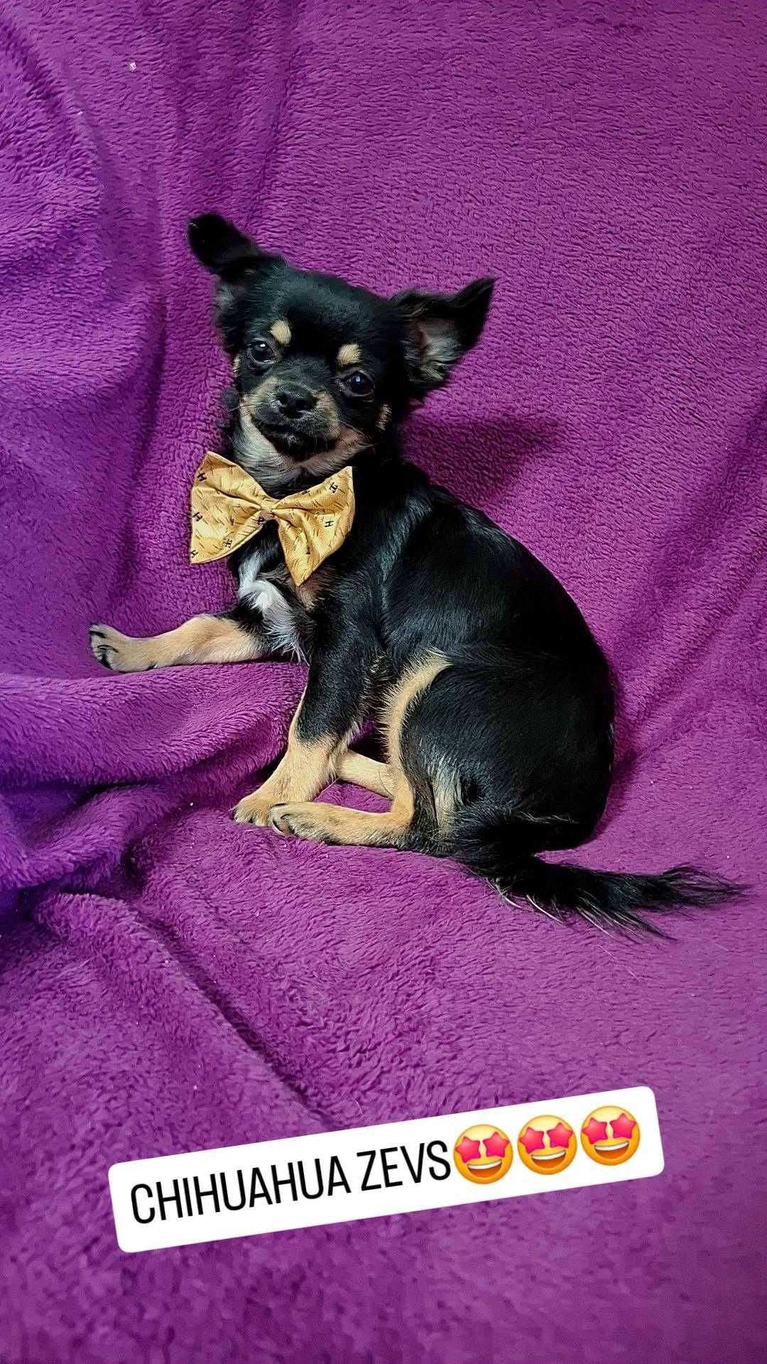 Czarno-podpalany długowłosy chihuahua samiec gotowy do odbioru/rodowód