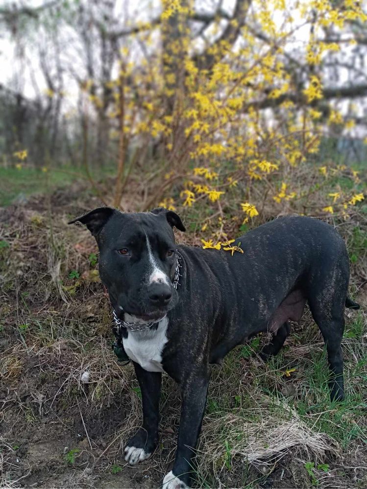 Łagodna, kochana sunia rasy Amstaff szuka domku