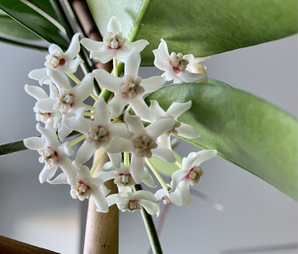 Hoya australis  cięta