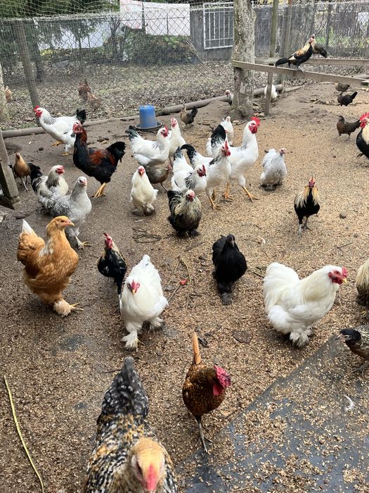 курі когути кохінхіни бімтамки