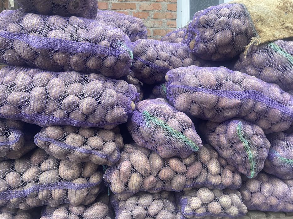 Продам велику картоплю 2т.Вінницька область
