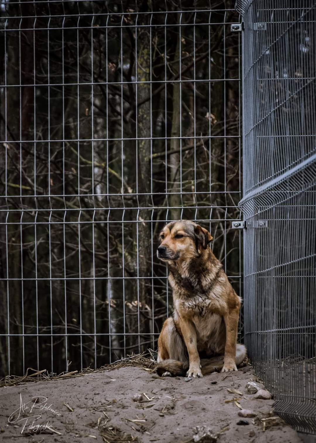 Przyjazna i taka piękna sunia czeka na kochający domek!