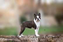 Boston terrier FCI zapowiedź miotu