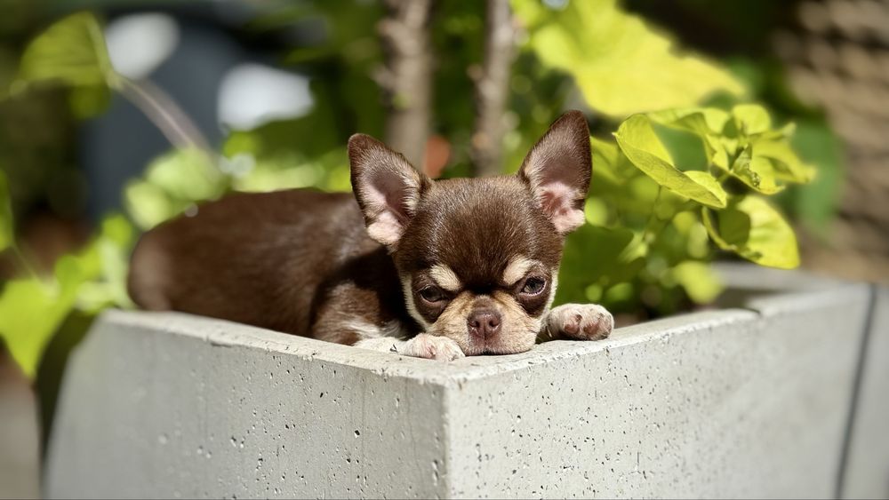 Czekoladowa PPRZEPIĘKNA GOTOWA do ODBIORU suczka chihuahua