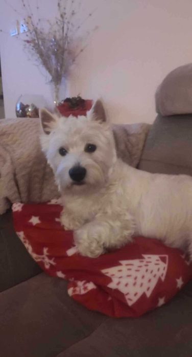 Reproduktor Westie West Highland White Terrier